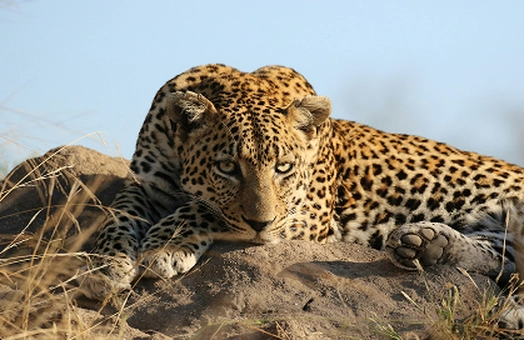 Safari Booking
